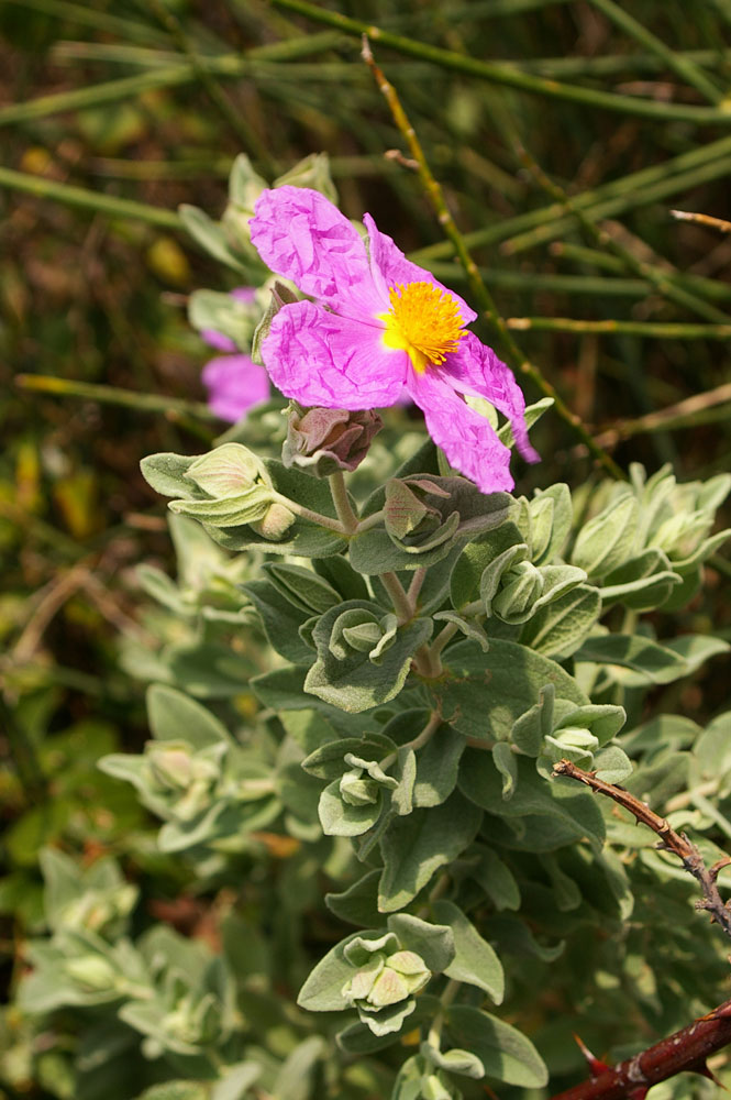 Cistus albidus / Cisto